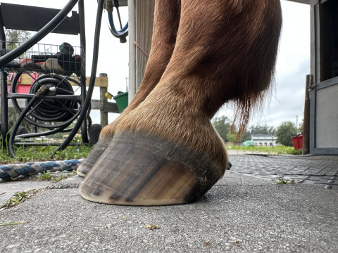 Visit Essential Equine Services —Barefoot trimmer