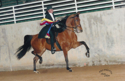 riding arabians mdm ogden lessons