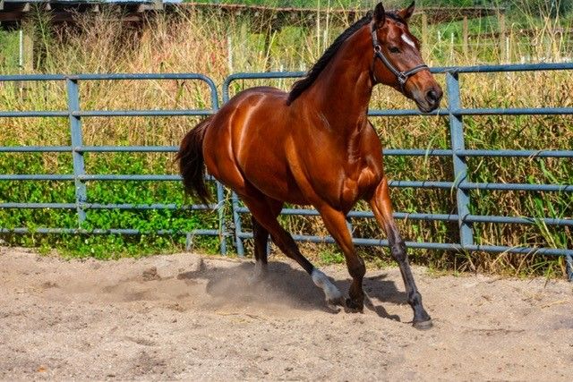 Visit Hidden Acres Rescue for Thoroughbreds (HART)