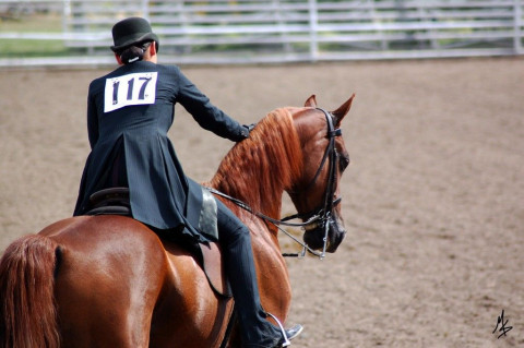 instructor arabians mdm ogden