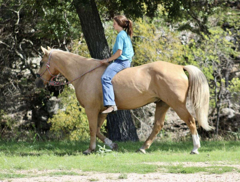 Visit 10 Yr Old Stout Youth Safe AQHA Gelding Bridleless, Traffic, Trail, Gentle