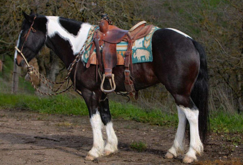 Visit Yahtzee - Super Talented 5 Yr Old Black & White Gypsy/Quarter Horse Gelding