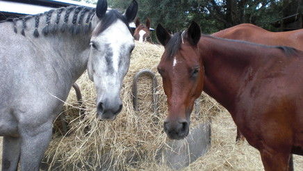new horse