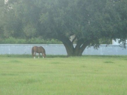 WestWood Farms LLC. - Horse Breeding/sales Facility in 