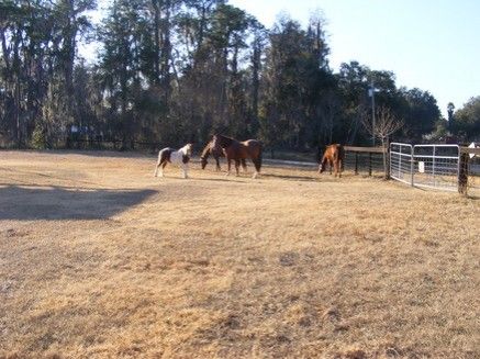 ~WANDA~RAMA~ - Horse Boarding Farm in Plant City, Florida