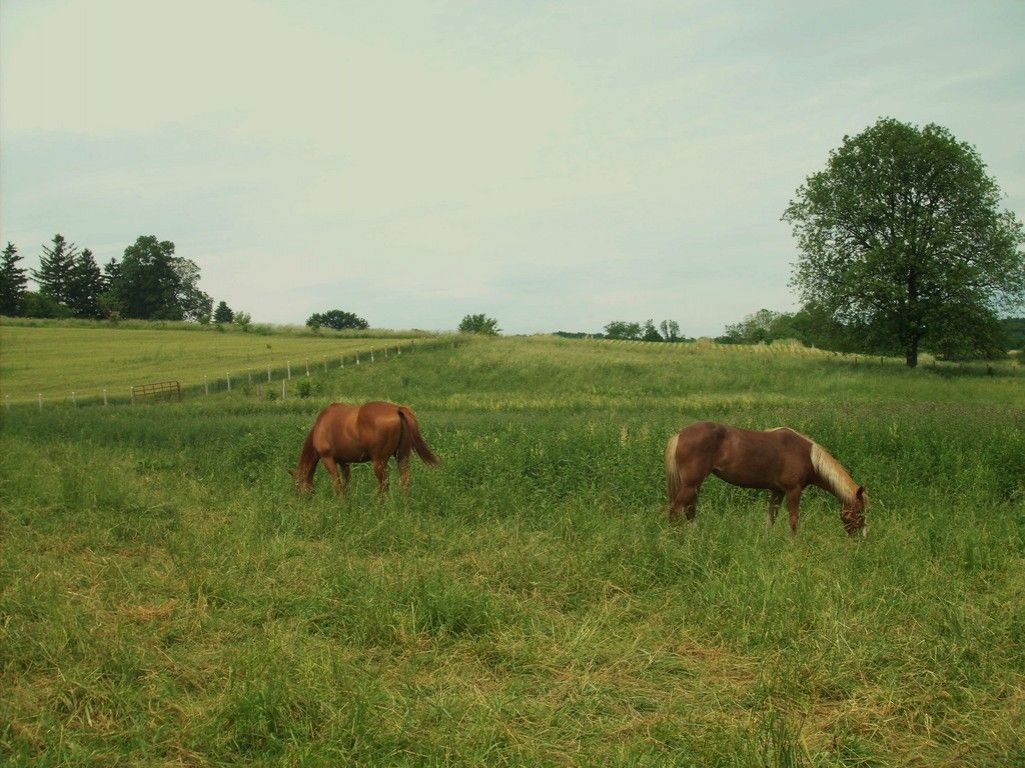 Visit Hilliar's Horse Ranch