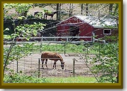 Visit Hollowbrook Riding Academy