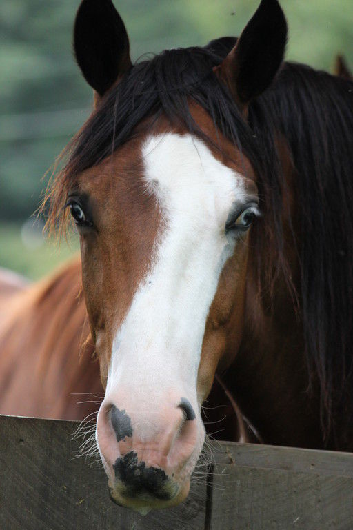 Visit Willow Pond Stables