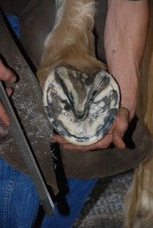 JB Tadlock - Farrier in Plant City, Florida