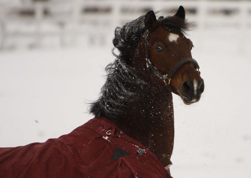 Bayview Morgans - Horse Boarding Farm in Cedar, Michigan