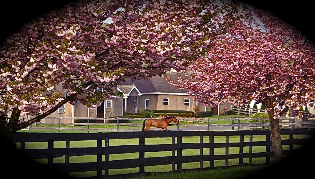 golden gaits farm golden gaits farm