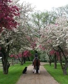 Visit Every Stride Dressage, llc