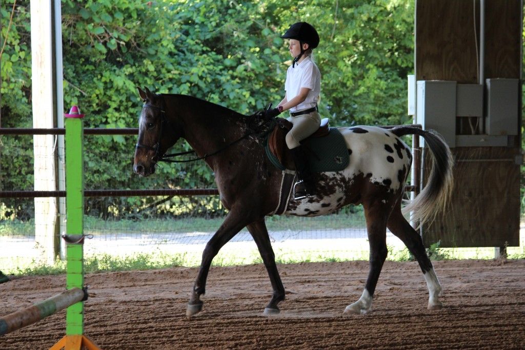 Horse Fbmarkings 20132016daruma Fields Saddlery Horse Fbmarkings 20132016daruma Fields Saddlery