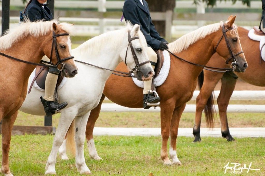 north houston horse park - riding instructor in the