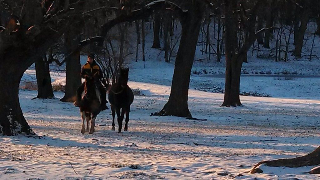 Visit Country View Stables