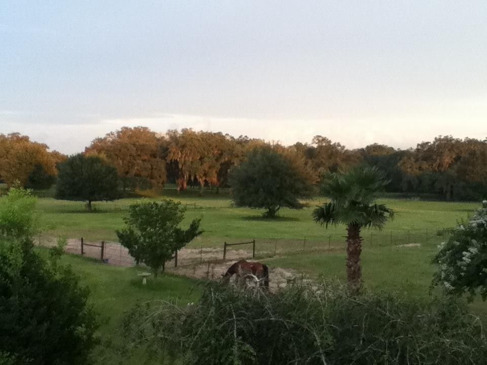 twin oaks farm - horse boarding farm in ocala, florida