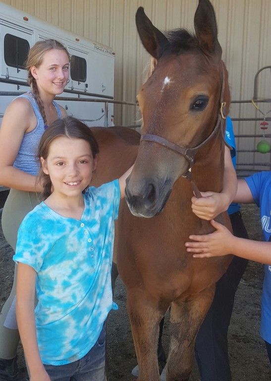 Horse Camps In Sacramento California Sacramento County