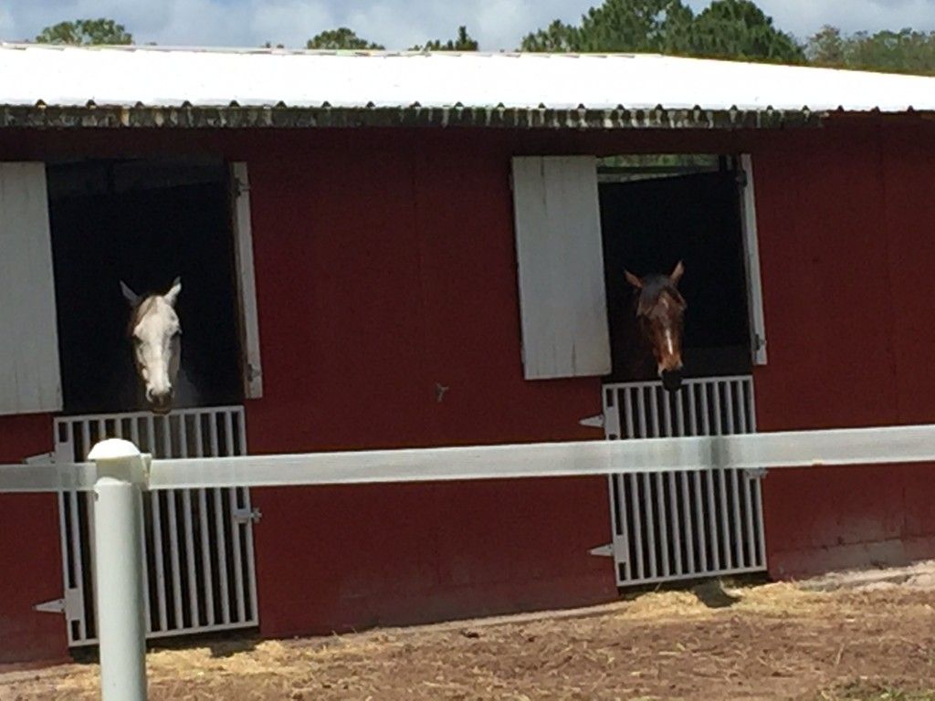 Left Turn - Horse Boarding Farm in Orlando, Florida