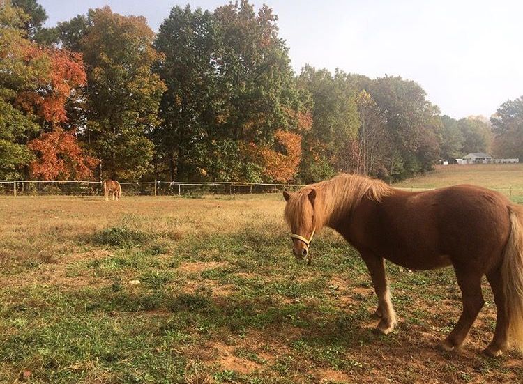 Flute Song Stables - Horse Boarding Farm in Chapel Hill 