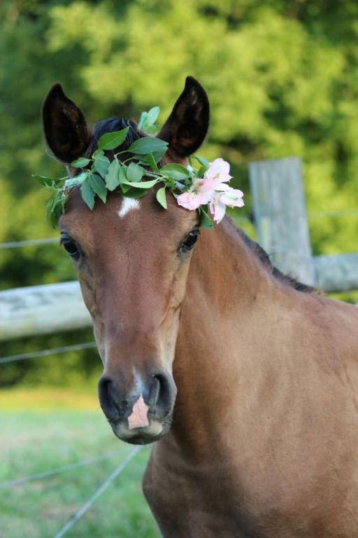 stock creek mcfarm - horse boarding farm in knoxville