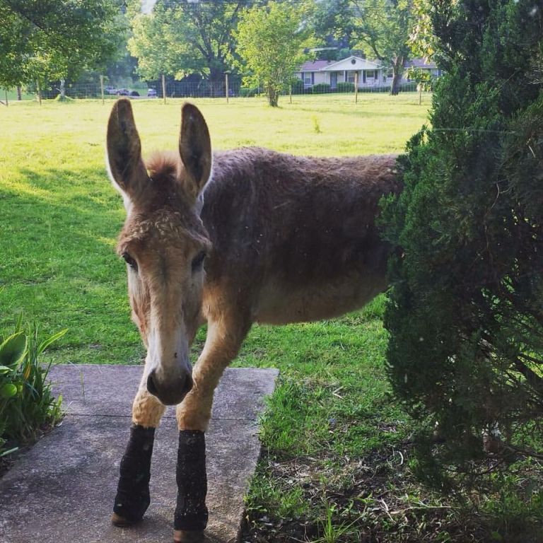 Hummingbird Hill Farm, Bells Bend (Nashville)TN - Horse 