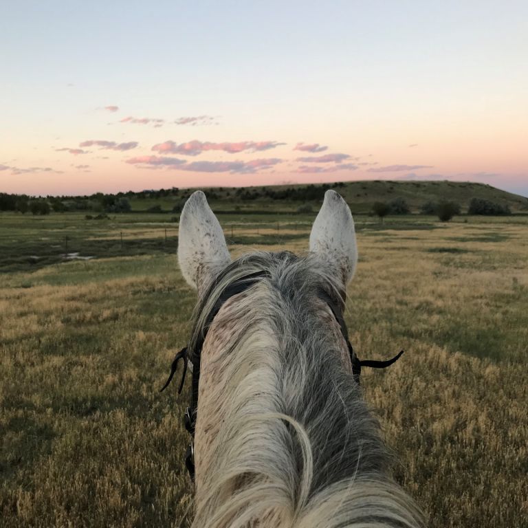 North Ridge Farm - Horse Boarding Farm in Longmont, Colorado