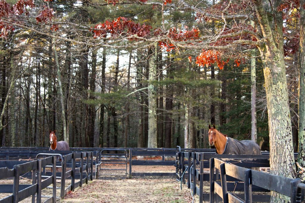Hudson Derby Stables Horse Boarding Farm in Halifax, Massachusetts