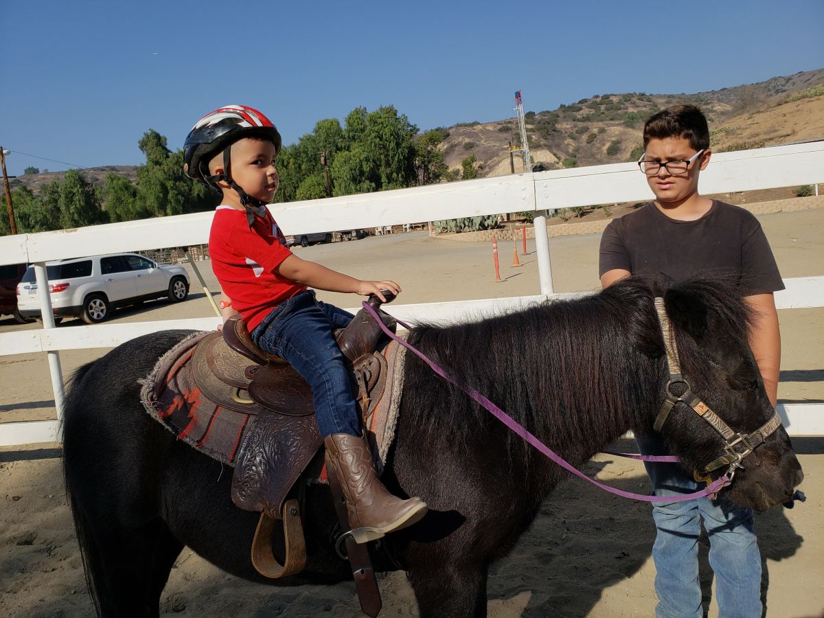 Visit FUN WITH HORSES