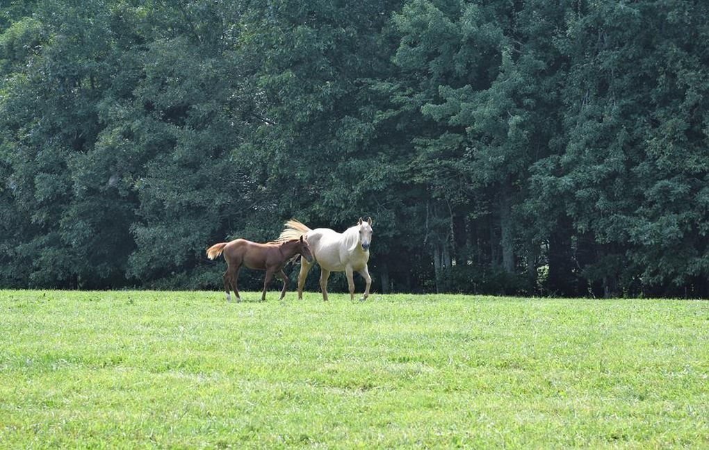 2 Tall Sisters, LLC - Horse Boarding Farm in Crossville 