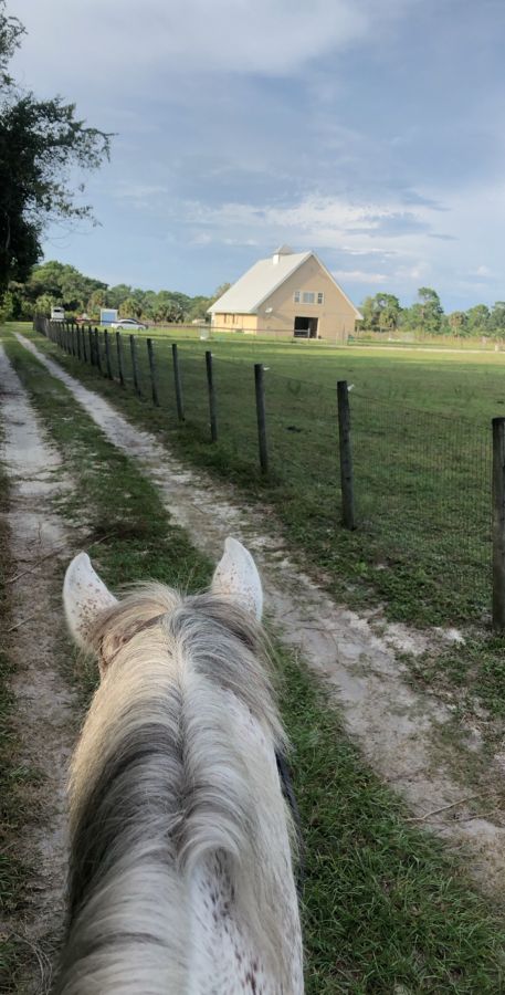 Horse Boarding - Horse Boarding Farm in Lake Helen, Florida