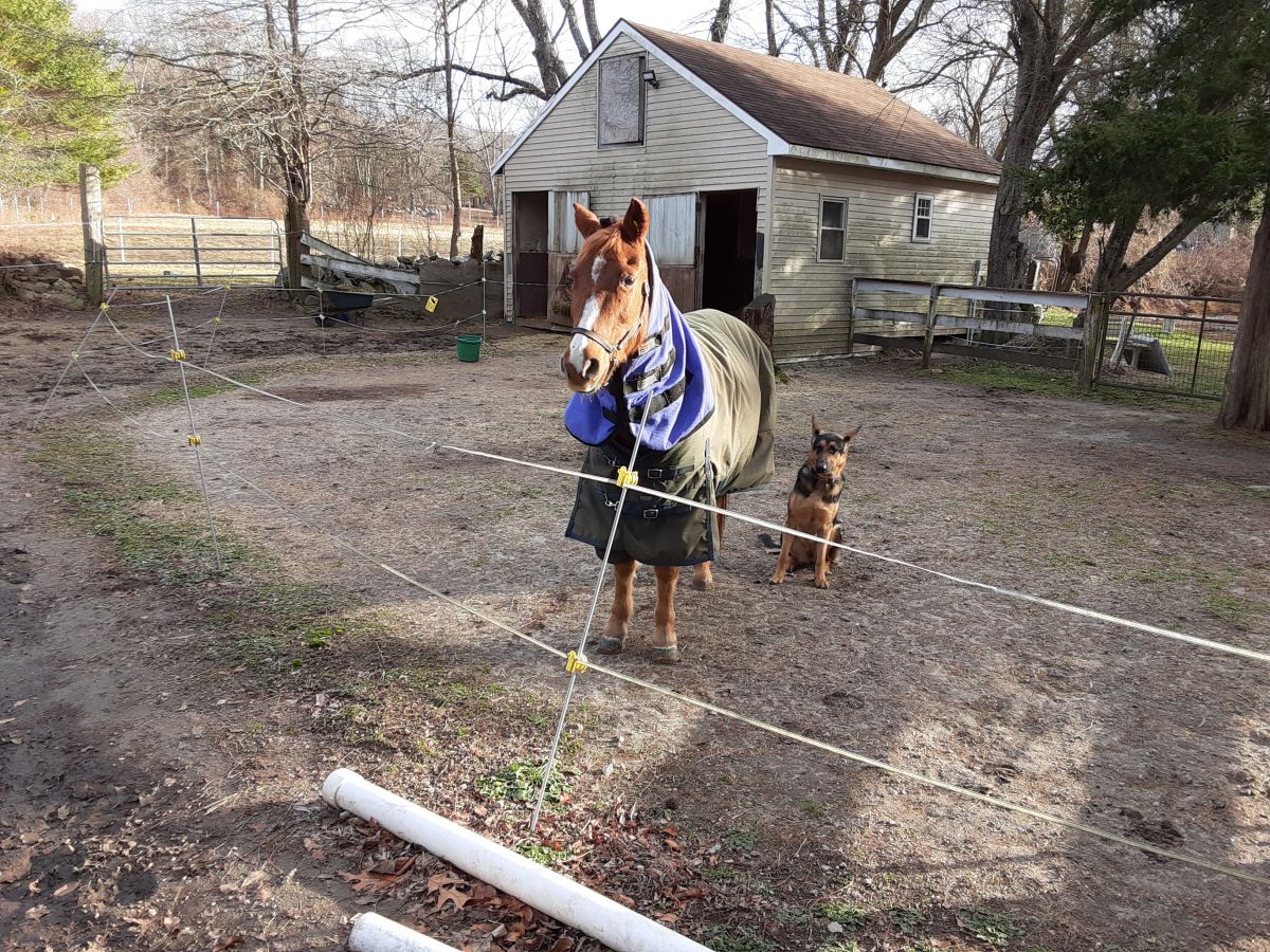 hammond farm - horse boarding farm in north kingstown