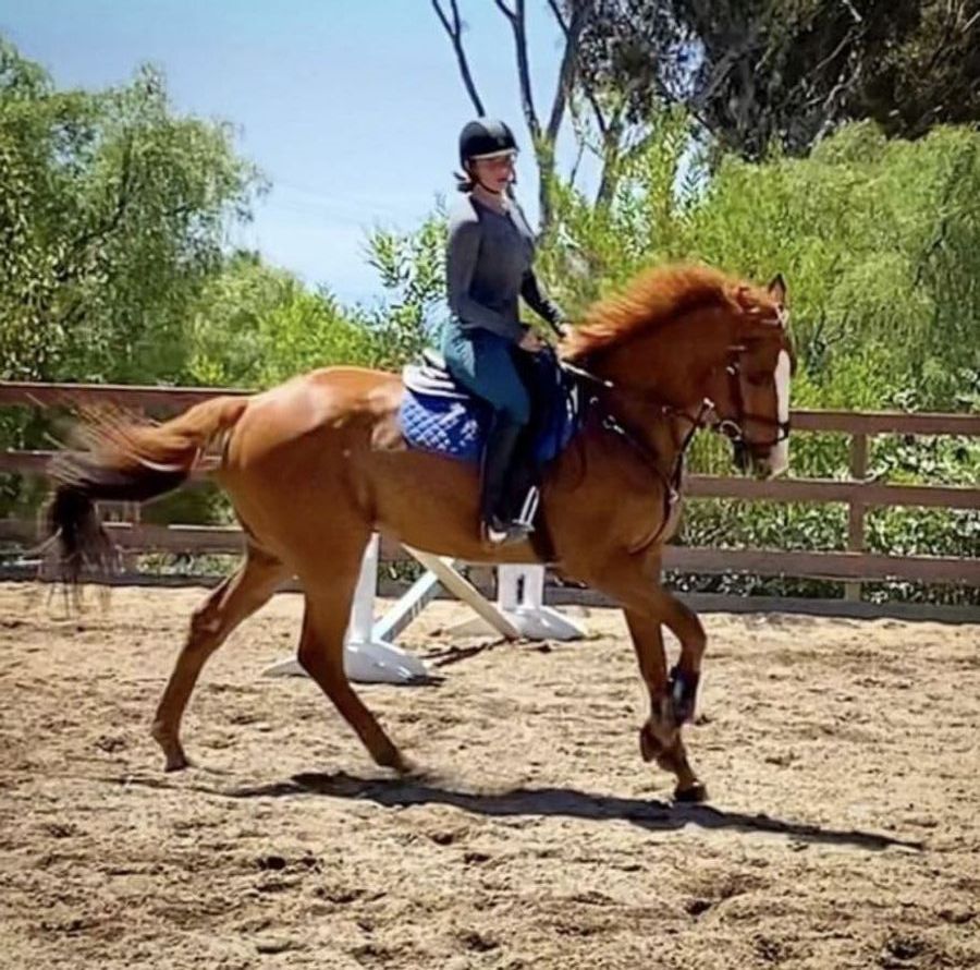 Horses for Sale or Lease in Moorpark, California (Ventura County)