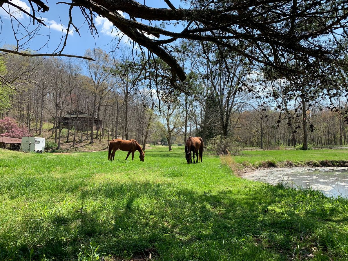Horse Boarding In Nashville Tennessee Davidson County