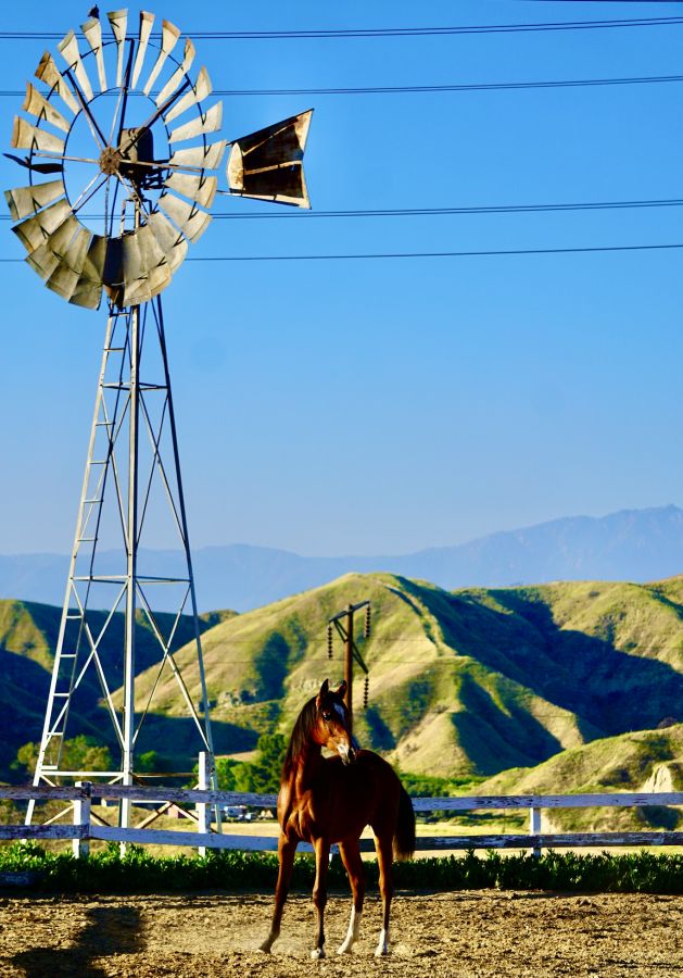 Horse Boarding in Redlands Horse Boarding Farm in Redlands, California