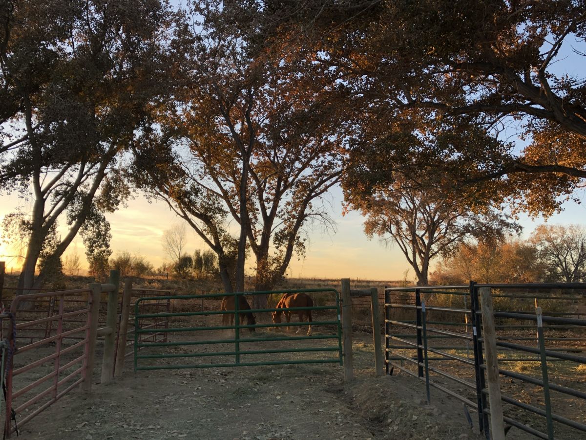crooked fence farm - Horse Boarding Farm in Palisade, Colorado