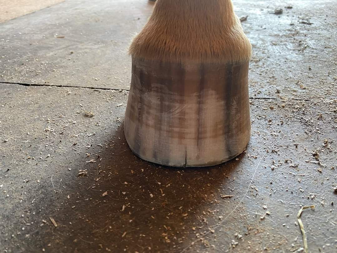 Happy Feet Farrier Farrier in Winston Salem, North Carolina