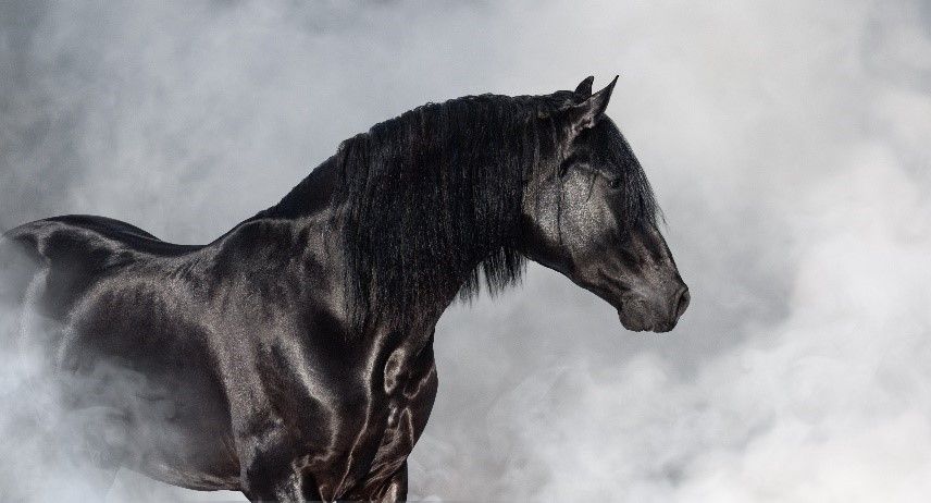 Visit Boca Summer Horse Camp