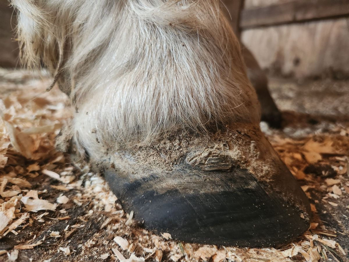 Visit KD Natural Hoof Care