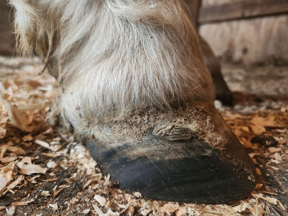 Visit KD Natural Hoof Care