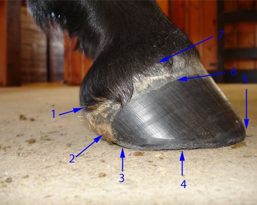 Visit Barefoot & Sound Hoofcare, LLC 608-774-7490