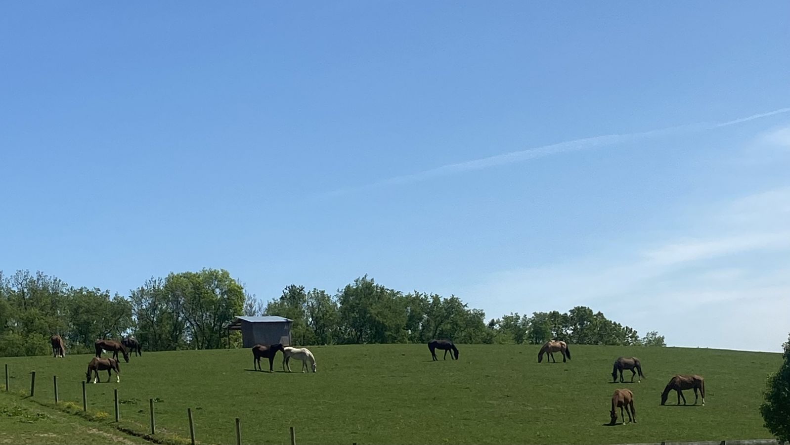 Visit Cedar Grove Farm Horse Boarding