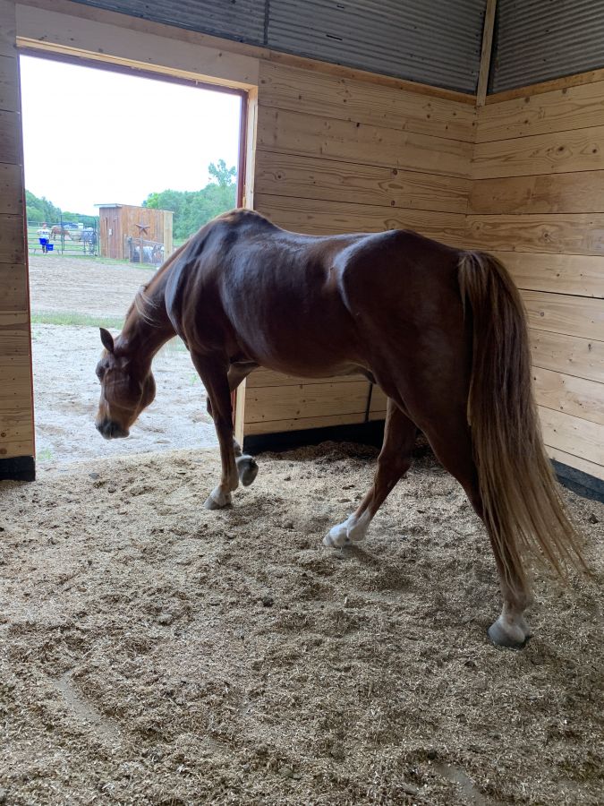 Visit H.O.P.E. Stables