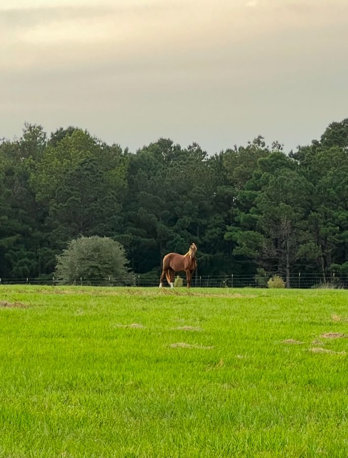 Visit Warrior Sporthorses at Staymore Farm