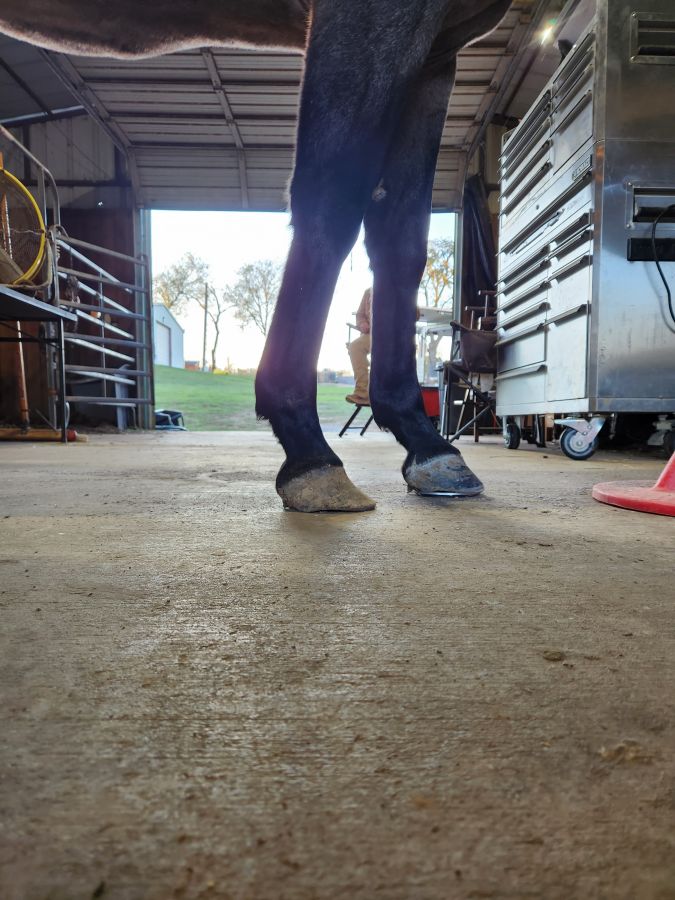 Visit Patrick Haas Horse shoeing