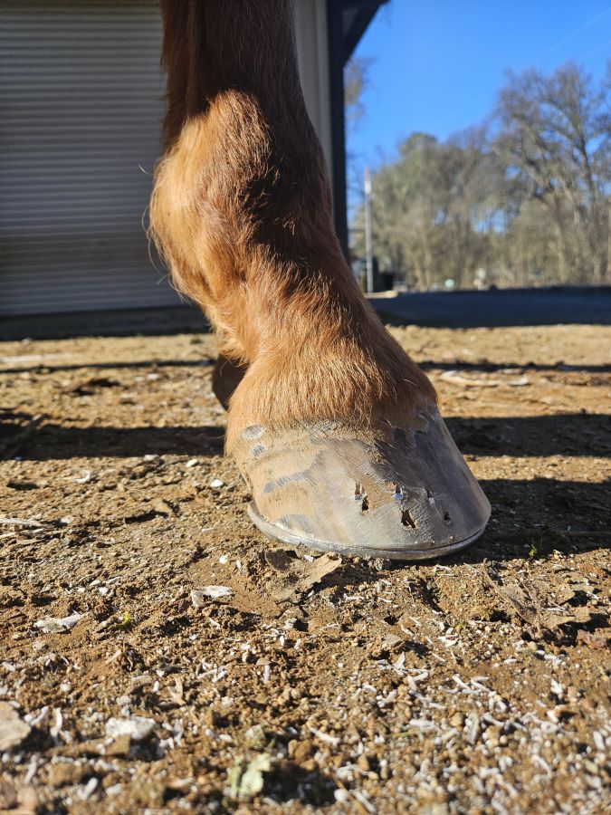 Visit Kiley Papka Farrier Service