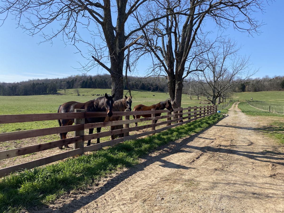 Visit Chism Creek Farm