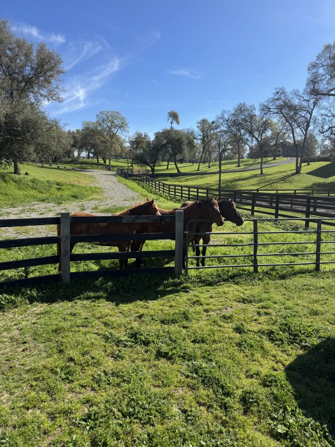 Visit Gallop into convince