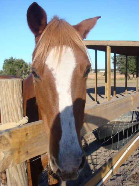 Visit Dream Catcher Horse Ranch and Rescue Center inc