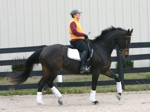 Visit Augontar Dressage
