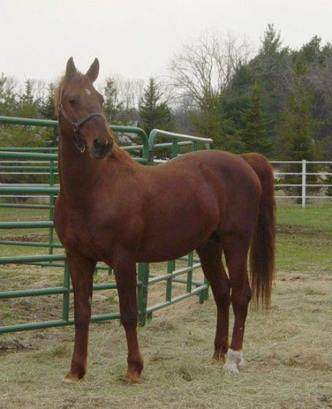 Visit VIEWPOINT STABLE